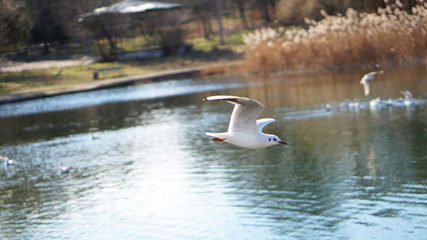 seagulls flying above water