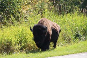 Bison By The Road, Elk Island National Park, Alberta