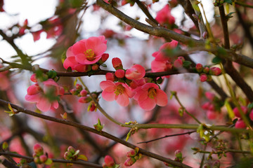 Fototapeta na wymiar Red flowers of sakura tree in the village Verscio, Switzerland