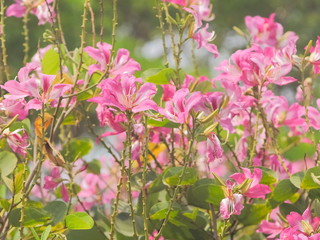 Beautiful pink flower blossom on branches with nature blurred background, Phanera purpurea or incinia purpurea, Common names orchid tree, purple bauhinia,, butterfly tree, and Hawaiian orchid tree.