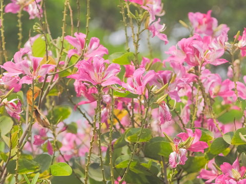 Beautiful pink flower blossom on branches with nature blurred background, Phanera purpurea or incinia purpurea, Common names orchid tree, purple bauhinia,, butterfly tree, and Hawaiian orchid tree. © Yuttana Joe
