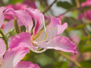 Beautiful Phanera purpurea or Bauhn names incinia purpurea blossom on branches in nature, Common names orchid tree, purple bauhinia, camel's foot, butterfly tree, and Hawaiian orchid tree.