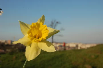 Foto op Canvas narcis spring © Anjey