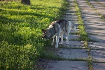 dog, husky, animal,