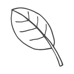 Leaf doodle nature. Vector illustration isolated on white background.