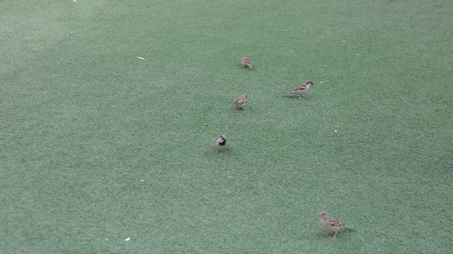 Flock of sparrows playing in urban park on playground