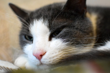 A gray cat with a white muzzle snoozing. Cat head close up. Pet portrait. Blurred background. Selective focus.