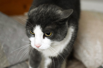 Frightened gray cat. A gray cat with a white muzzle looks wary.