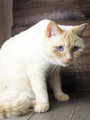 adult white cat with blue eyes playing on wooden background, paws, muzzle, tail