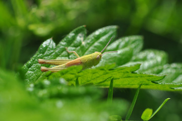 Grasshopper in the grass.