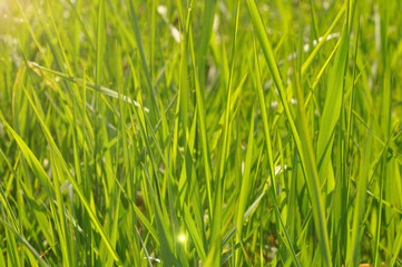 Green spring grass with sunbeam.