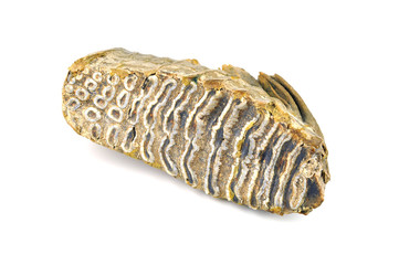 Mammoth tooth isolated on white.