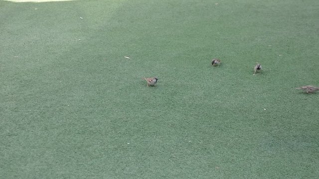 Flock of sparrows playing in urban park on playground