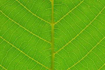 Close up green leaf texture.