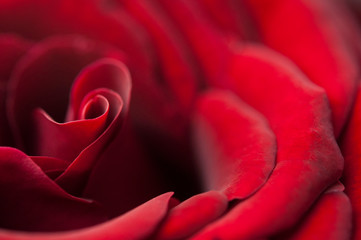 Red rose closeup view.