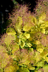 Leaves with veins of a wig-tree, a grade the Golden Spirit (Cotinus coggygria Scop. Golden Spirit).