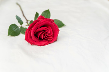 red rose lies on white fabric copy space