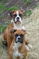  two boxers full attention