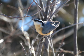 Red Breasted Nuthatch Looking Up, Whitemud Park, Edmonton, Alberta