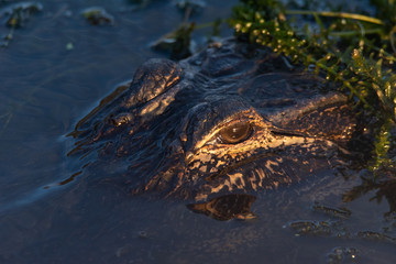 American Alligator (Alligator mississippiensis) closeup of eye during sunset