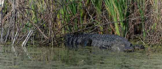 American Alligator (Alligator mississippiensis) basking panorama looking ahead 