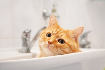 Fototapeta premium Red cat lying in the sink in the bathroom.