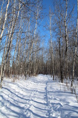On To The Trail, Whitemud Park, Edmonton, Alberta