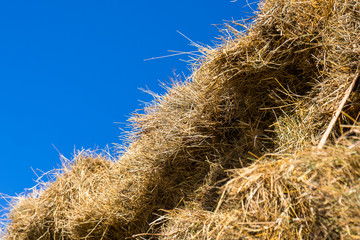 Fresh straw hay bales on the trailer
