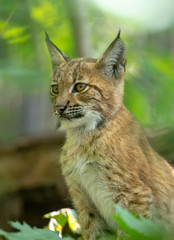 playful kitten of Lynx, during the autumn season. Czech Republic wildlife