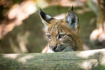 playful kitten of Lynx, during the autumn season. Czech Republic wildlife