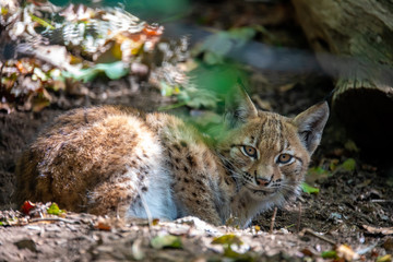 playful kitten of Lynx, during the autumn season. Czech Republic wildlife