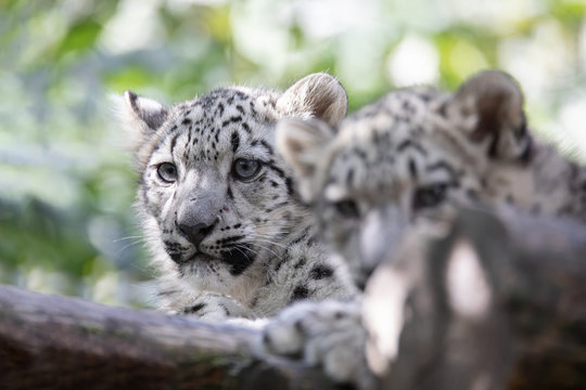 playful baby kitten of cat Snow Leopard, Irbis, Uncia Unca