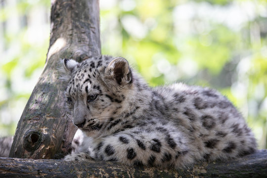 playful baby kitten of cat Snow Leopard, Irbis, Uncia Unca