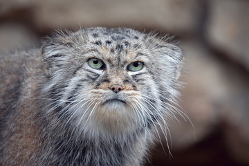 portrait of beautiful cat, Pallas's cat, Otocolobus manul resting. Small wild cat with a broad but...