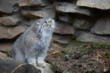 portrait of beautiful cat, Pallas's cat, Otocolobus manul resting. Small wild cat with a broad but fragmented distribution in the grasslands and montane steppes of Central Asia