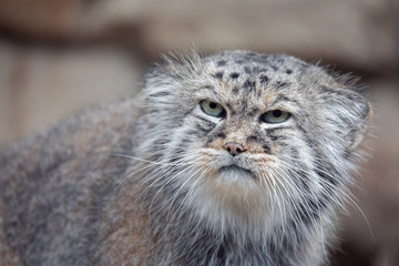 portrait of beautiful cat, Pallas's cat, Otocolobus manul resting. Small wild cat with a broad but fragmented distribution in the grasslands and montane steppes of Central Asia