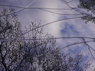 Reflections of the sky and bare trees in a broken mirror
