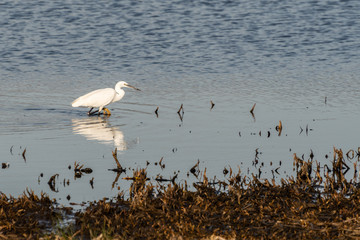 Little Egret Seaching for Food near Waters Edge