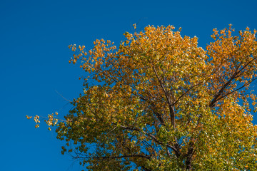 Colorful leaves, branches and trunks of poplar trees on blue sky