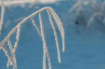 winter in the forest