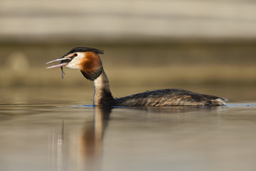 A great crested grebe (Podiceps cristatus) catching and trying to swallow a fish in a pond in the city Utrecht the Netherlands.
