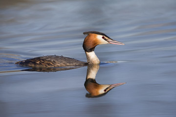 A great crested grebe (Podiceps cristatus)  swimming and foraging in a pond in the city Utrecht the Netherlands.