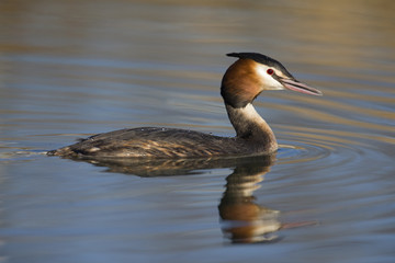 A great crested grebe (Podiceps cristatus)  swimming and foraging in a pond in the city Utrecht the Netherlands.