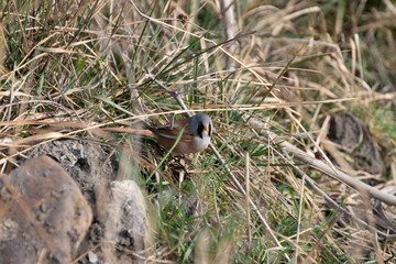 Rare Bearded Tit