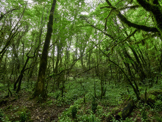 Thick green rainforest
