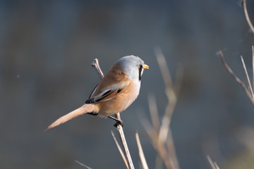 Rare Bearded Tit