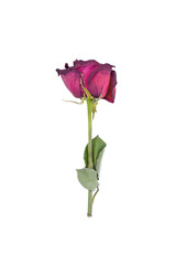 Fototapeta premium Fading rose isolated on white background