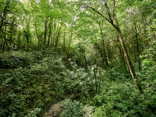 Fototapeta na wymiar Thicket of dense green forest with parched stream