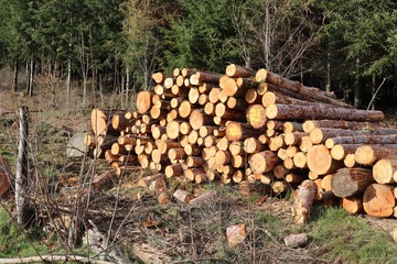 COUPE DE BOIS - EXPLOITATION DE BOIS