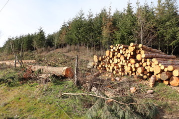 COUPE DE BOIS - EXPLOITATION DE BOIS